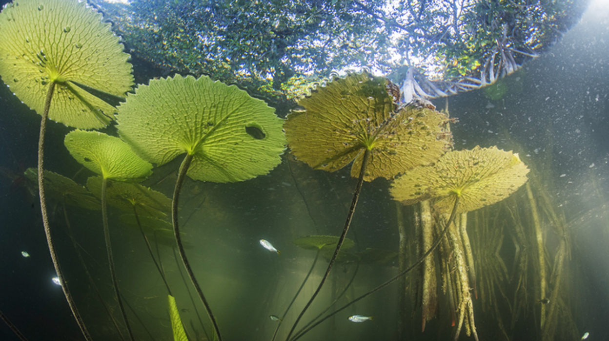 La vida acuática del río San Pedro Mártir en Tabasco, México, encuentra refugio en las raíces sumergidas de los manglares rojos