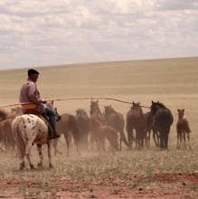 Pastor de caballos captura de caballos en las estepas de Mongolia Interior, China