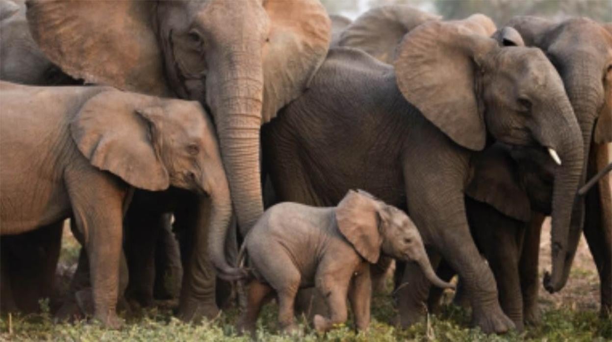 Elefantes en el Parque Nacional Gorongosa