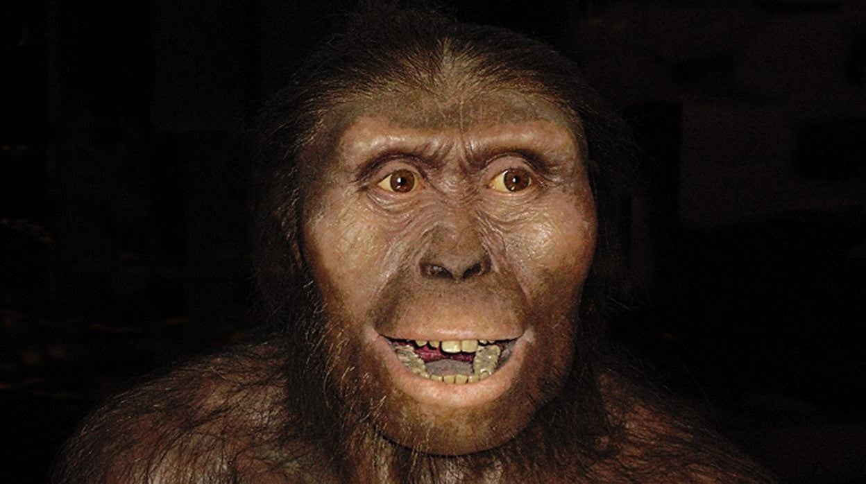 Recreación de Australopithecus afarensis