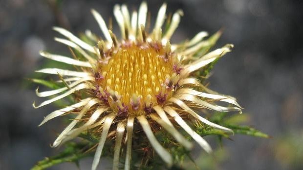 La Carlina, la planta que predice el tiempo