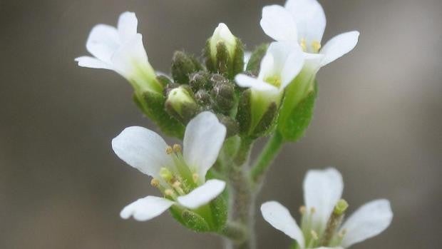 Científicos españoles arrojan luz sobre la desconocida 'menopausia' de las plantas