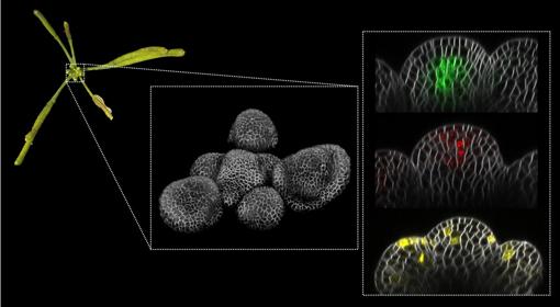 Imagen de una inflorescencia (izquierda), del meristemo en 3D (centro) y, a la derecha, proteínas fluorescentes (verde, rojo y amarillo) en cortes longitudinales del meristemo