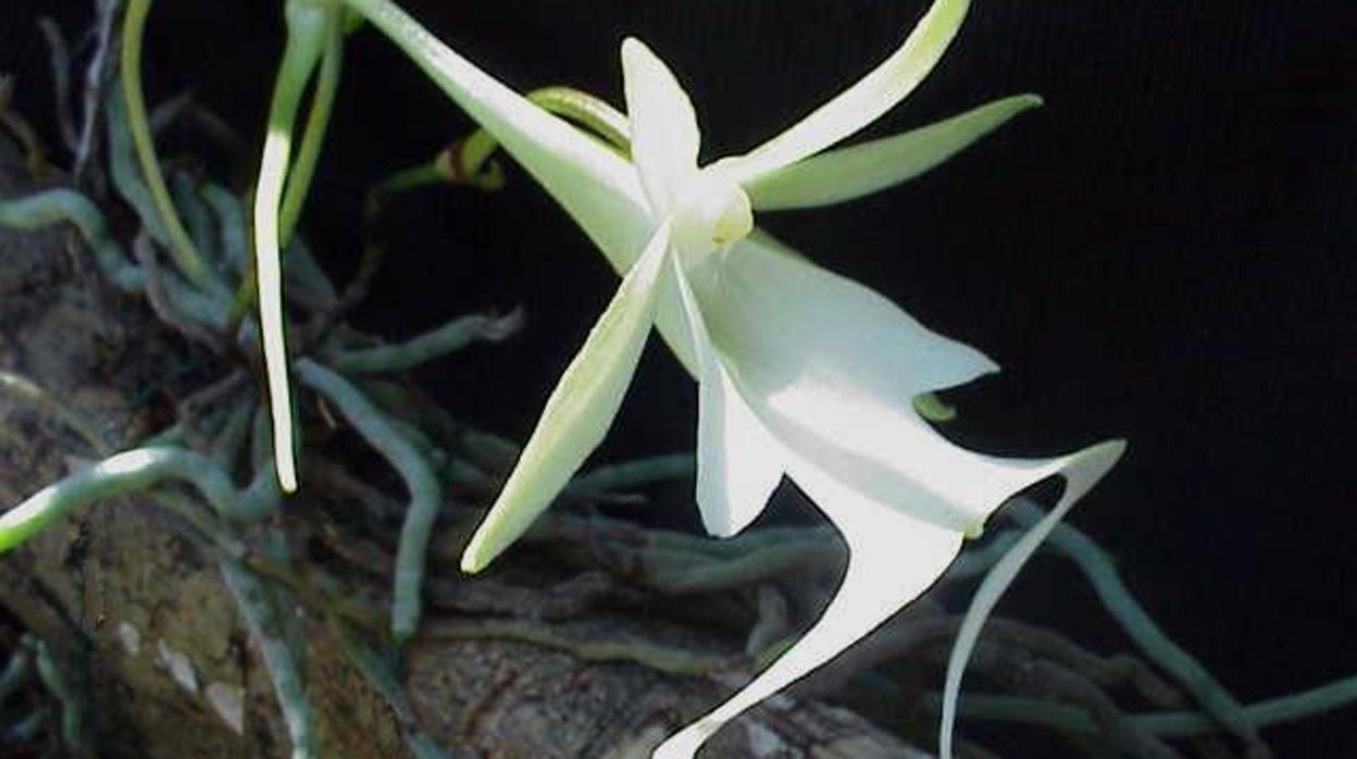 Orquídea fantasma