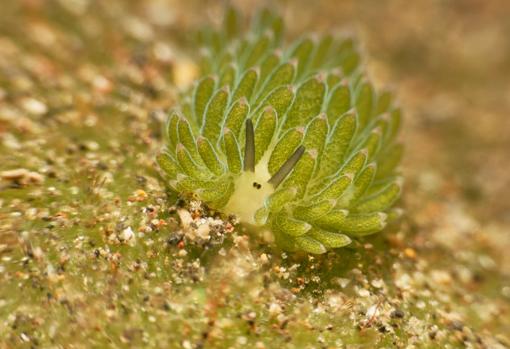 Babosa marina Costasiella kuroshimae