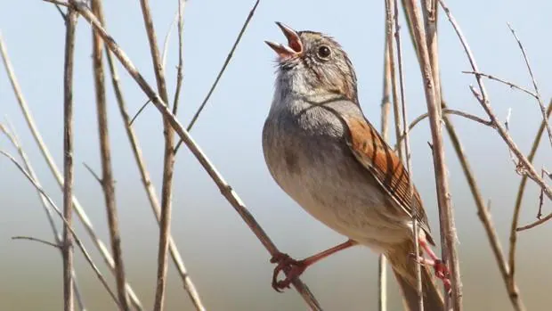 La banda sonora de las aves es cada vez más simple y monocorde, lo que puede influir en la salud humana
