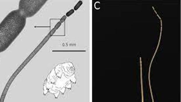 Hallan una gigantesca bacteria de 2 cm de largo, 5.000 veces más de lo normal