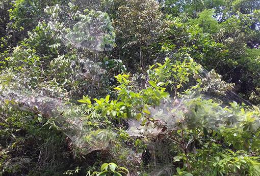 Colonia social de arañas (Anelosimus eximius) en la Guayana Francesa