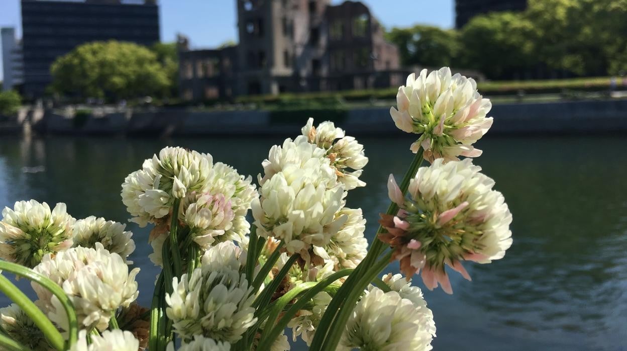 Trébol blanco en un paisaje urbano