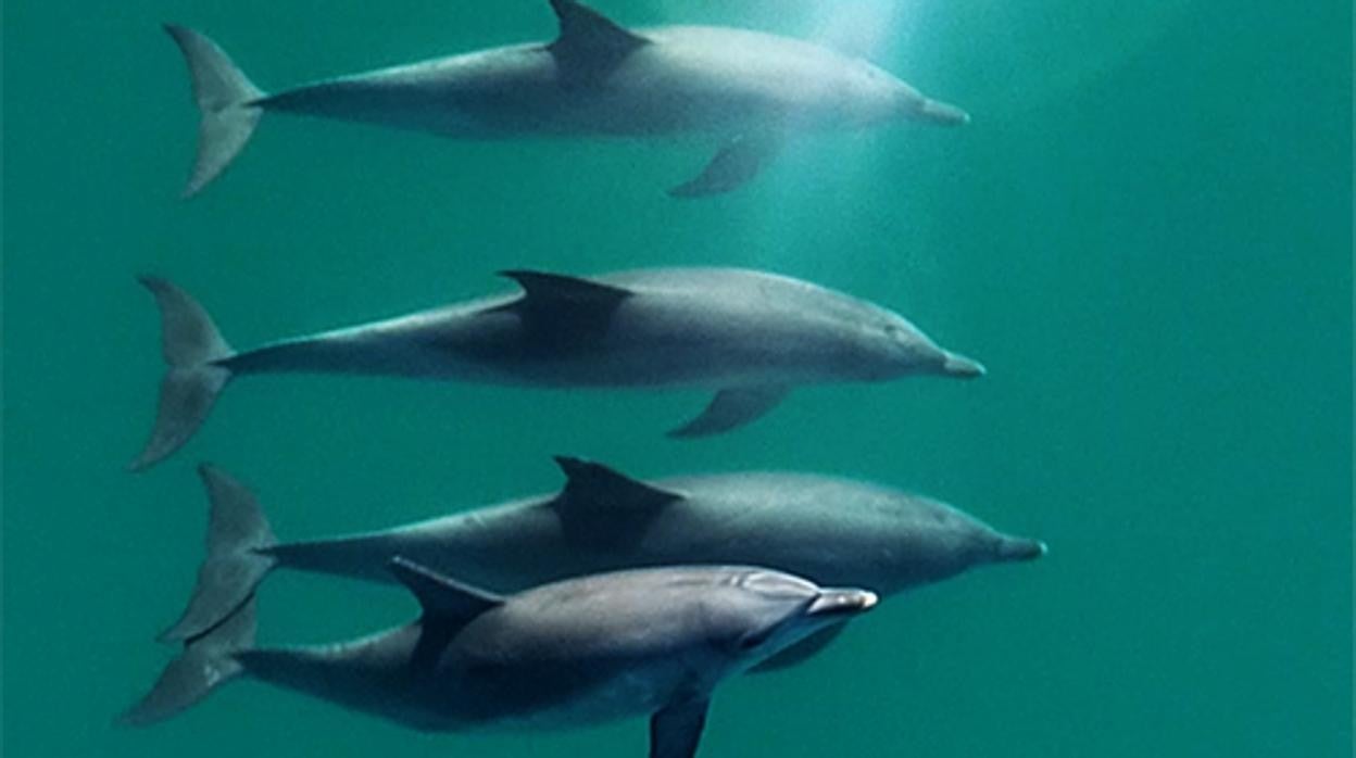 Tres delfines machos y una hembra