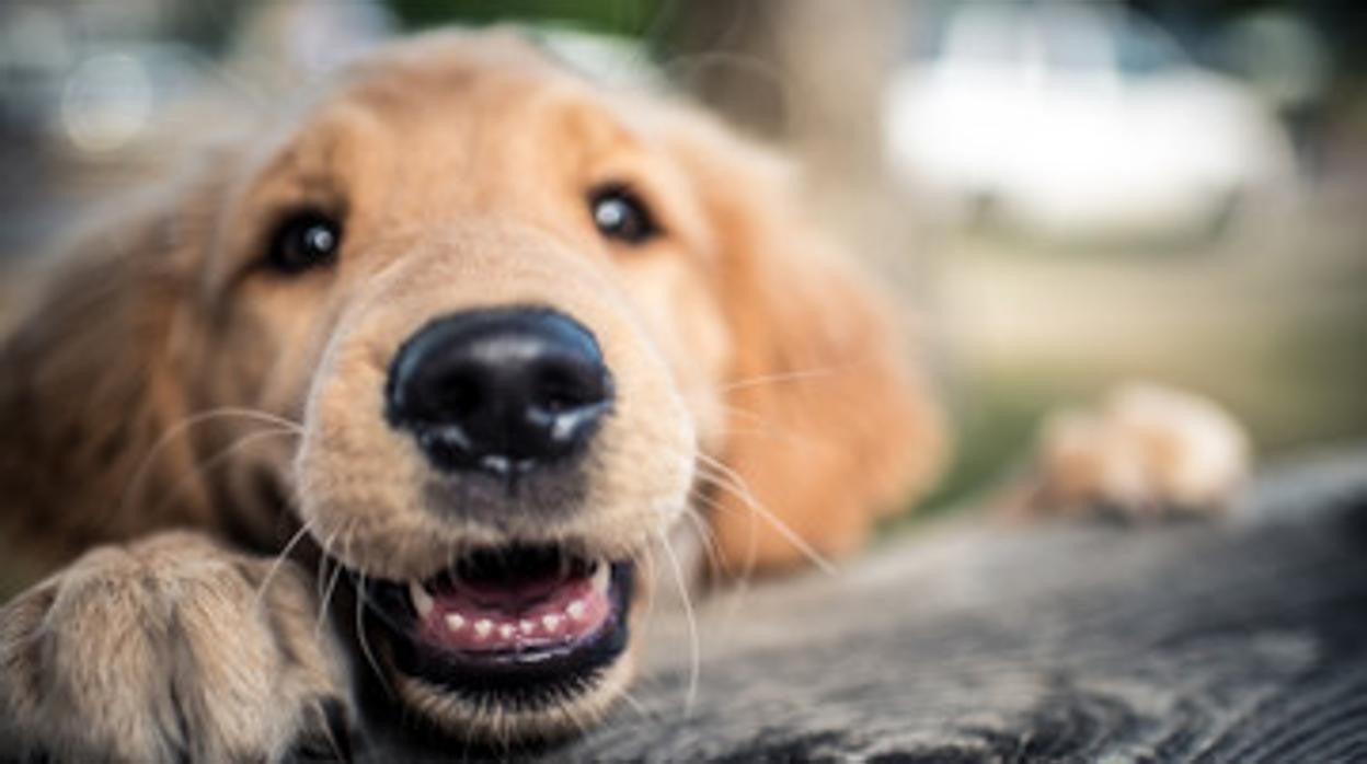 Los perros tienen una gran flexibilidad facial