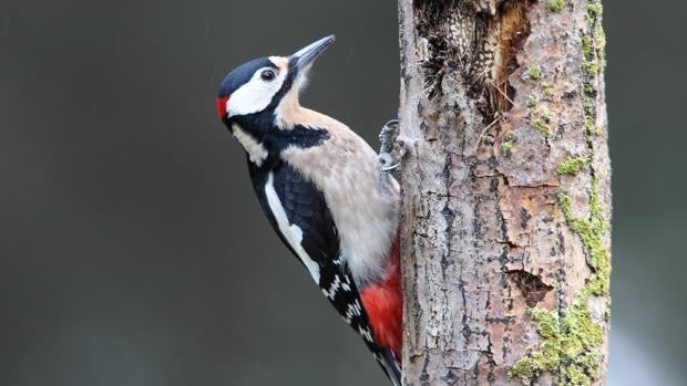 Las aves que inspiran a los ingenieros para resolver problemas cotidianos