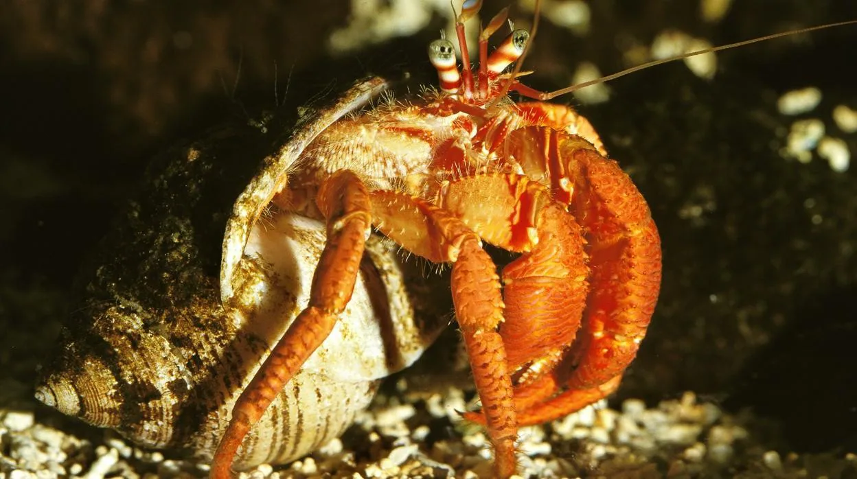 Un cangrejo ermitaño se protege en una caracola