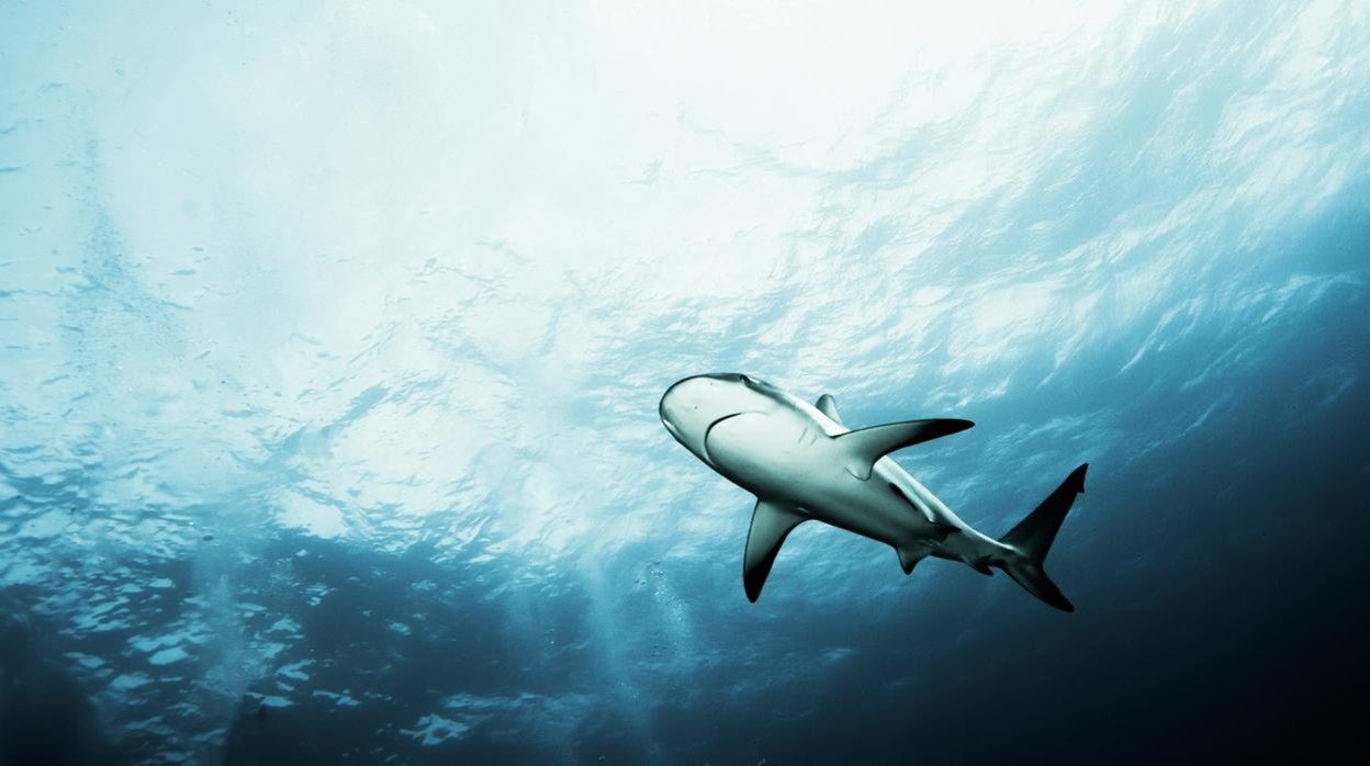 El patrón matemático que mueve a los tiburones