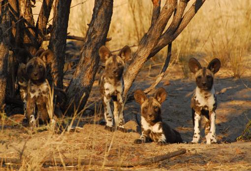 Cachorros de licaón