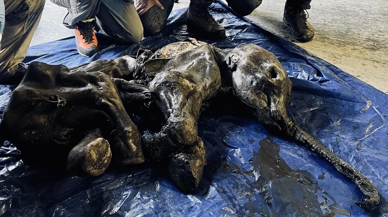 El cadáver prácticamente momificado de la cría de mamut