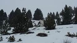 Unos esquiadores aseguran haber visto al Yeti en Formigal