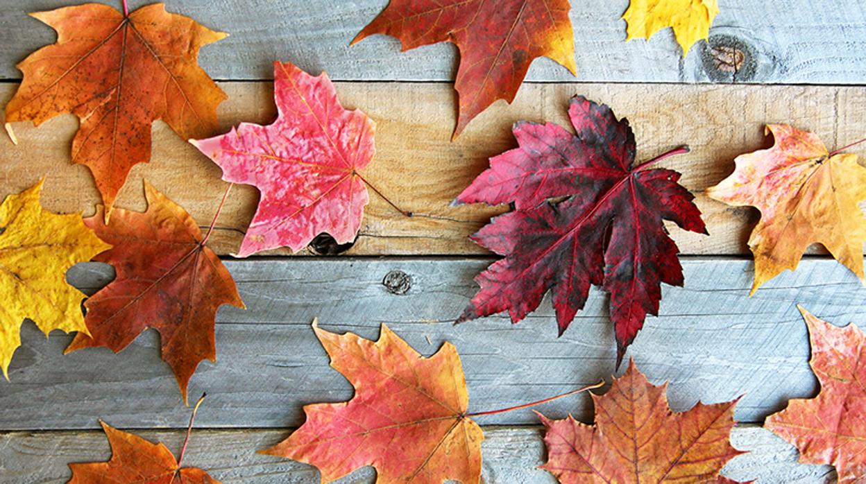 Cómo conservar hojas de otoño