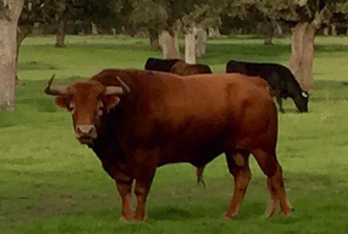 Un hermoso toro de García Jiménez, con más reses al fondo, en el campo bravo