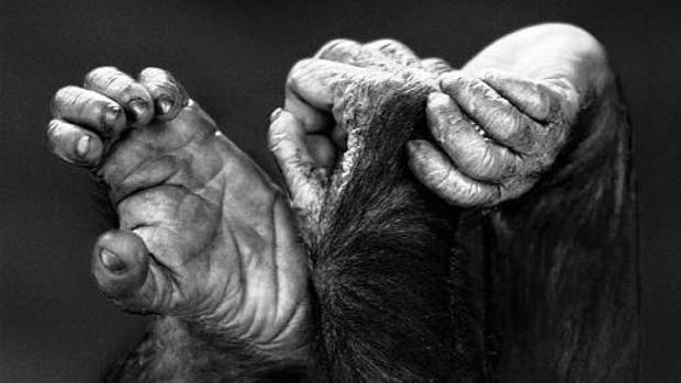 La falsa soledad del mono compasivo