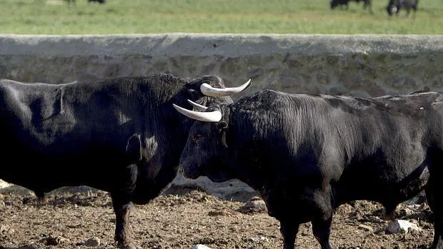 «Esta temporada habrá toros en Baleares»
