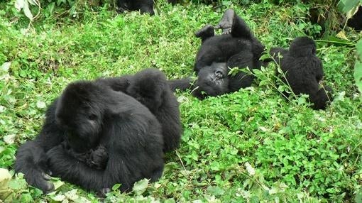 Gorilas en el parque natural de Virunga
