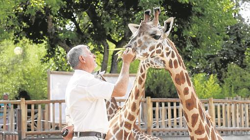 Jirafas en el zoo de Madrid