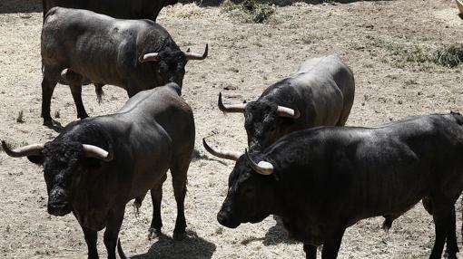 Toros de José Escolar, en los Corrales del Gas