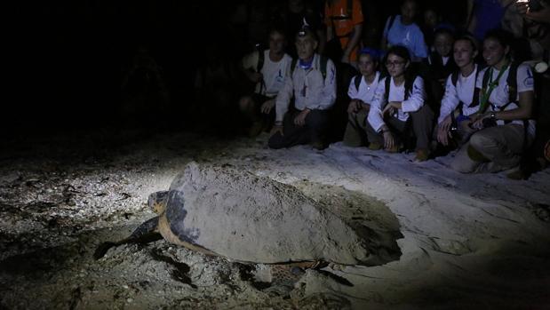 Marcha nocturna en busca de tortugas