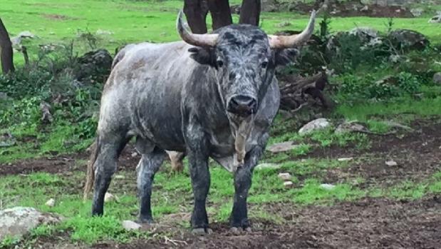 «Madroñito», en la finca cacereña de Adolfo Martín