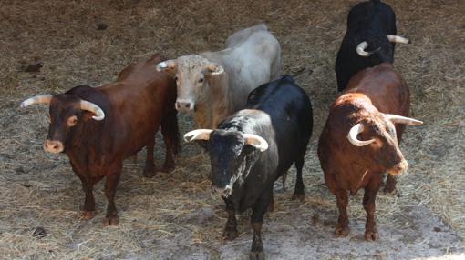 Toros que se lidiarán esta noche en Palma de Mallorca