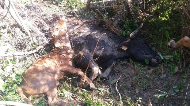 Mueren ahogadas más de 50 vacas bravas en la ganadería de Núñez del Cuvillo