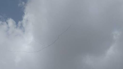 Una bandada de pájaros, a la salida de la feria