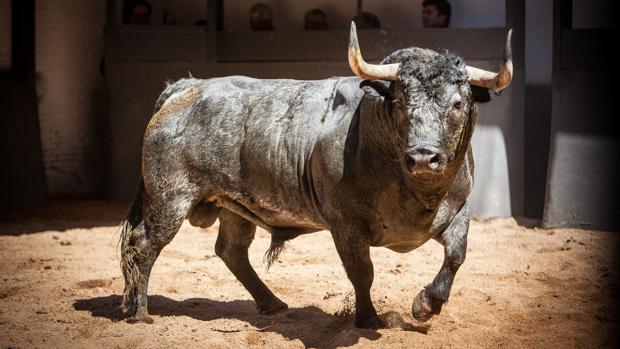«Bosquimano», el toro de la pelea en el campo, el de más peso de la corrida (631 kilos)