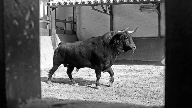 Uno de los toros que se lidian esta tarde en Las Ventas