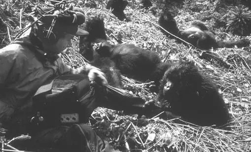 Grabó a los gorilas en Ruanda, en el campamento de Dian Fossey, para National Geographic en 1967)