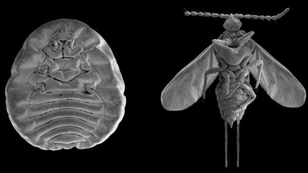 El insecto que valía su peso en oro (para los artistas)