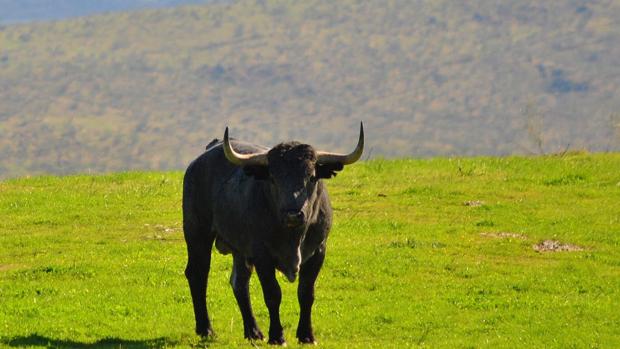 La Unión Taurina de Abonados de Sevilla critica la elección de ganaderías para la Feria de Abril