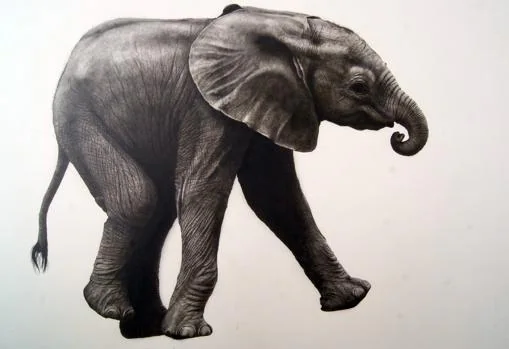 «Elefante»