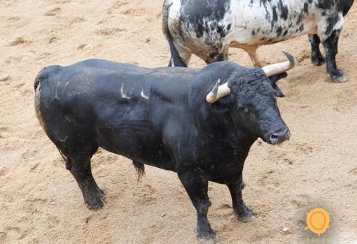 Será el toro de la vuelta de Lama de Góngora a Sevilla
