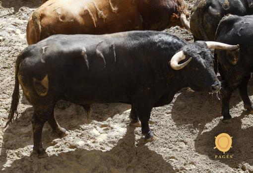 Feria de Abril de Sevilla 2018: Seis toros de Cuvillo para la novena de abono