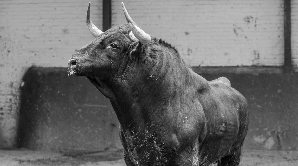 Momento en que Castella es arrollado por el quinto toro