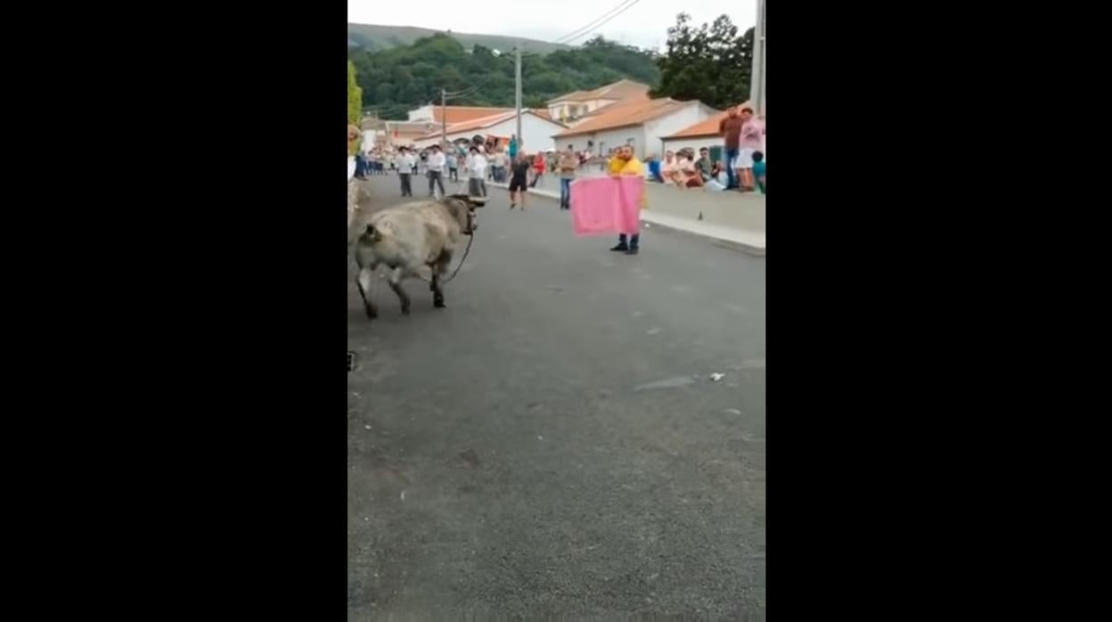 Indignación en Portugal: un padre torea una vaquilla con su hija en brazos