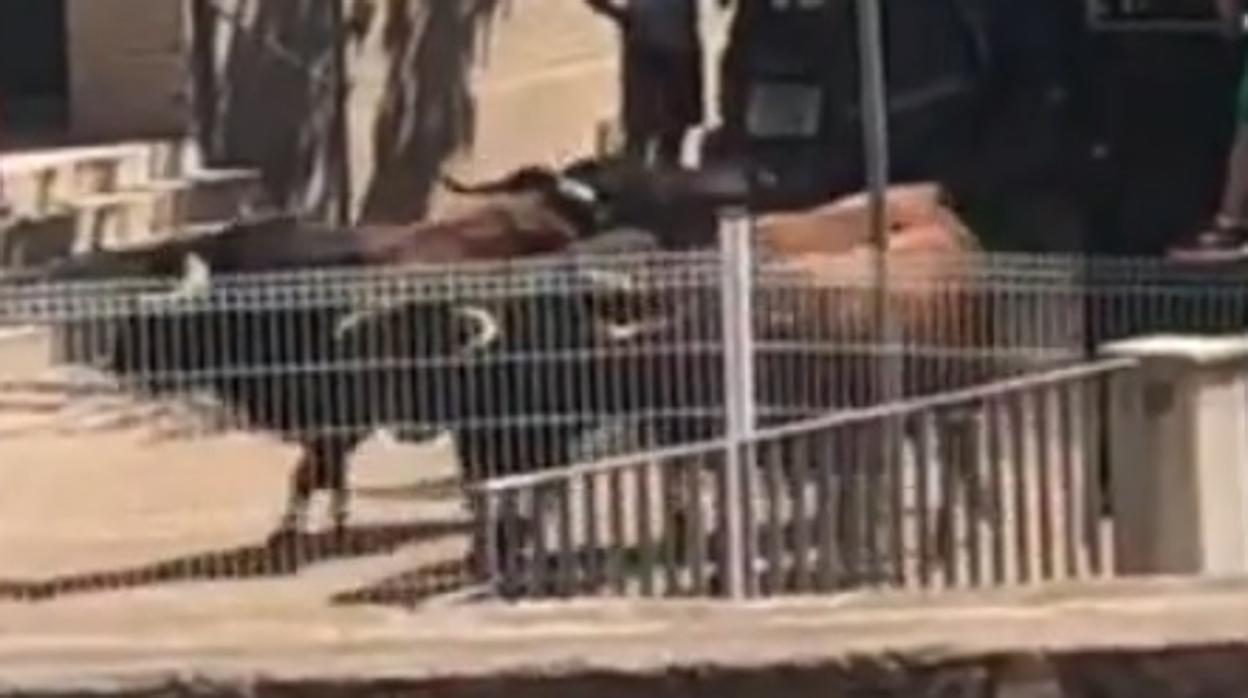 Seis toros se escapan al bajar del camión en un encierro en Castellón