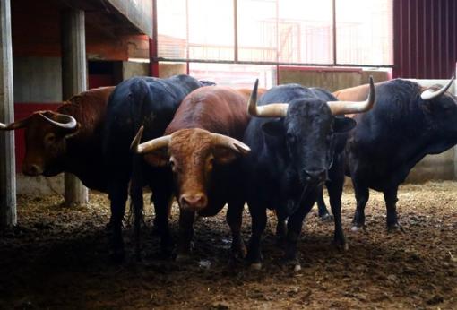 Toros de Cuvillo en los corrales de la plaza