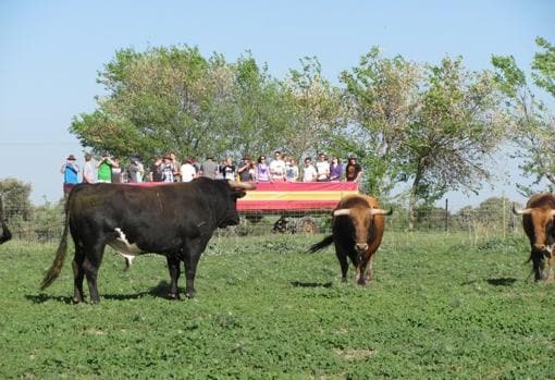 La ganadería enseñaba al turismo al toro en su hábitat natural