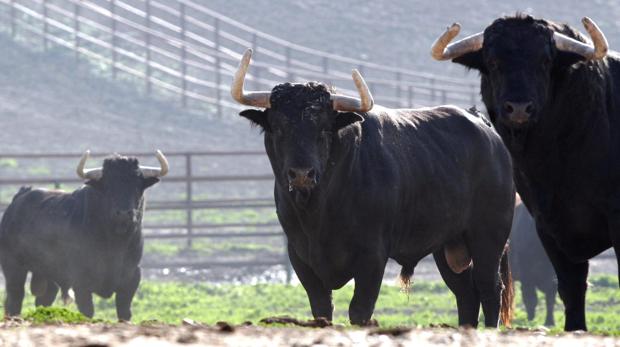 División en el PSOE tras el ataque de su ministra Ribera a los toros y la caza