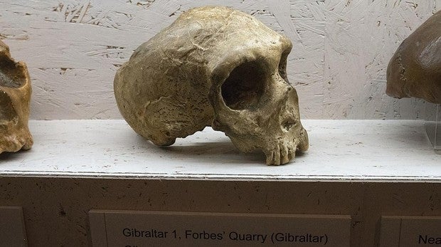 Gibraltar reclama a Londres la devolución de dos calaveras neandertales