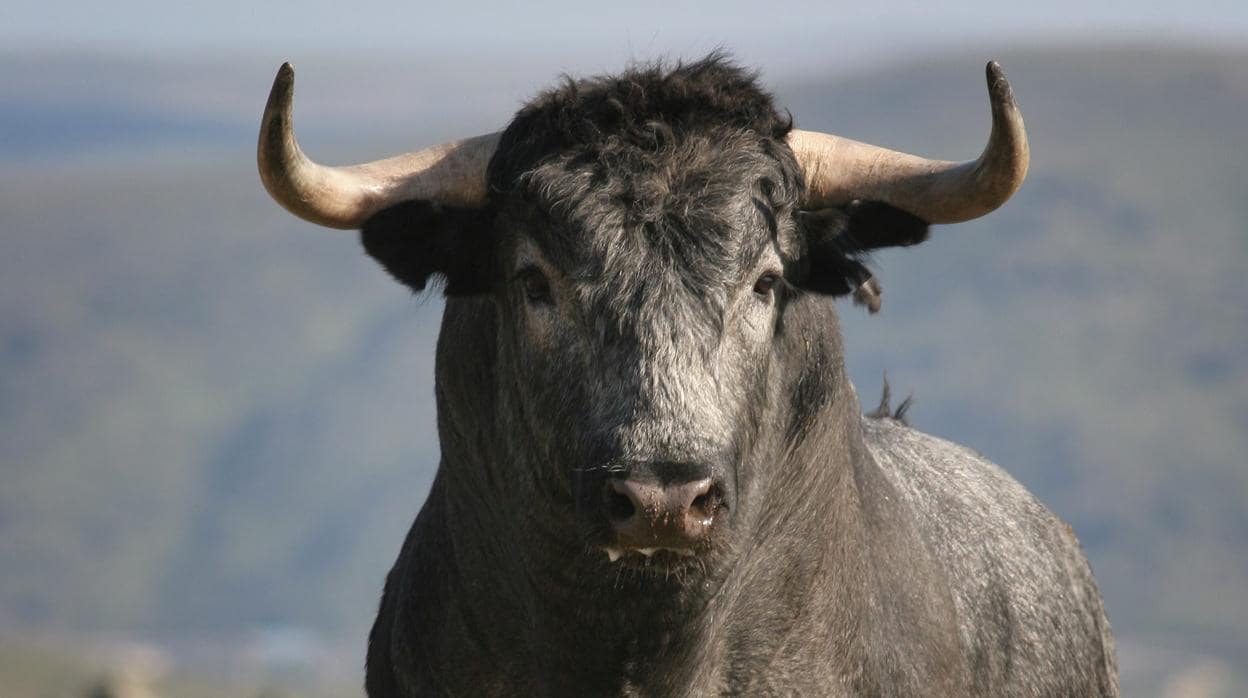 El Parlamento Europeo rechaza la enmienda que quería acabar con las ayudas al toro de lidia