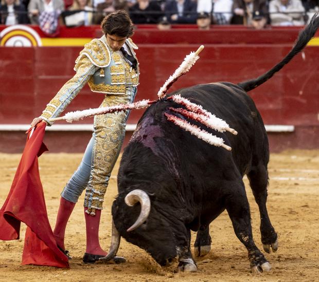 Vuelta al ruedo para un bellísimo «Horroroso» de Jandilla en la Feria de Fallas